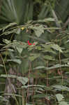 Southern spicebush <BR>Pondberry